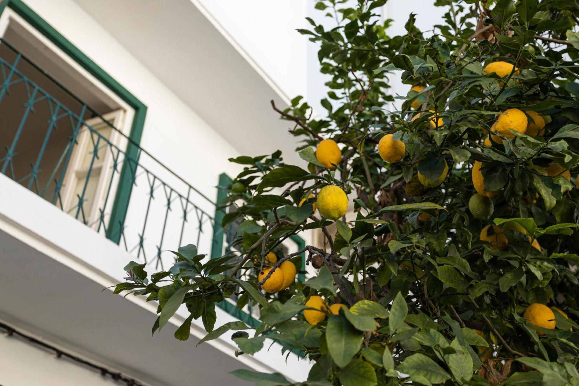 Lemon Hostel FAO Exteriör bild